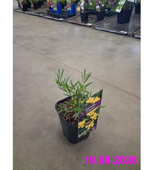 Hypericum kalmianum 'Gemo' C 1,4 L